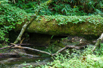 In the forest