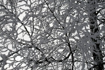 Snow on trees in the forest