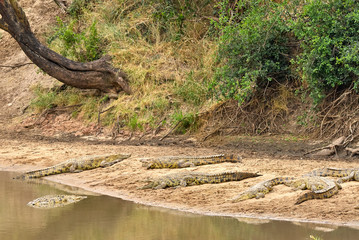 Nile crocodiles  (Crocodylus niloticus)