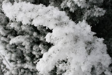 Snow on trees in the forest