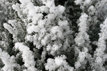 Snow on trees in the forest
