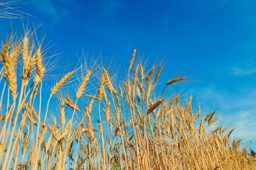 Obraz premium field of golden wheat against the blue sky