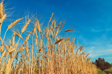 Obraz premium field of golden wheat against the blue sky