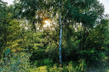 beautiful daytime summer forest landscape