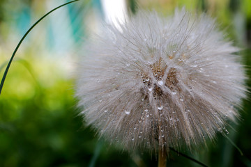 beautiful fluffy dandelion with drops of dew