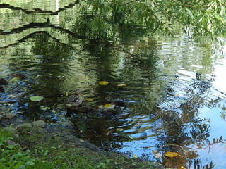 Duck with ducklings swims in a pond, over which willows have bent