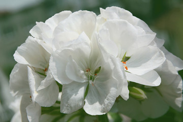 white flowers of geranium potted plant close up