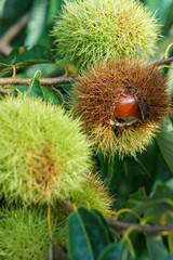 Chestnut