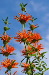 空に向かって咲いているカエンキセワタの花です。