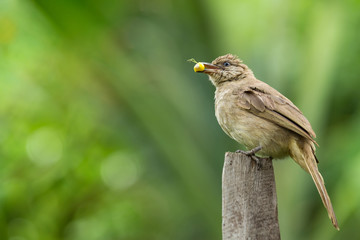 Streak-eared Bulbul (Pycnonotus blanfordi) perched on a wooden fence post with a yellow seed in its...