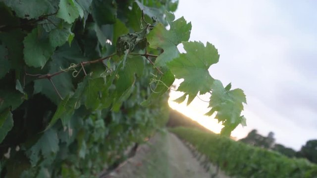 Slow motion of green grape vine leaves at sunrise