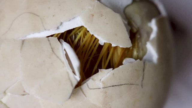 Yellow baby duck moves inside egg, wet feathers seen through crack