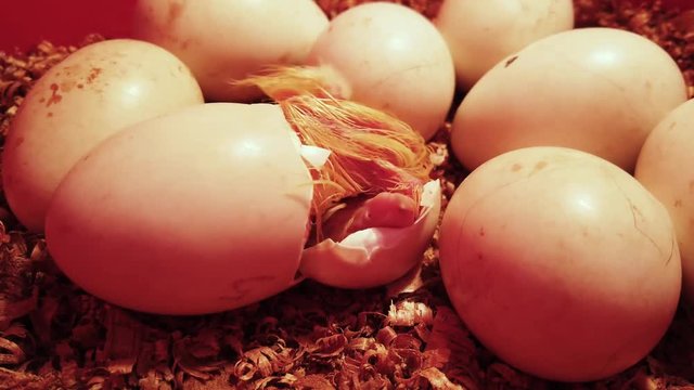 Yellow duckling hatches from egg in nest, breaks free from shell