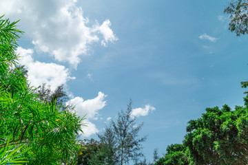 Green foliage background cloudy sky