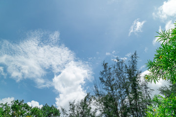 Obraz premium Green foliage background cloudy sky