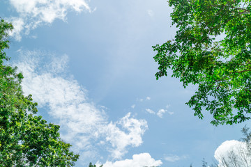 Fototapeta premium Green foliage background cloudy sky
