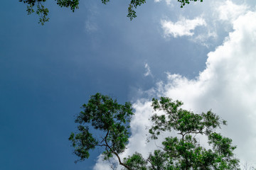 Green foliage background cloudy sky