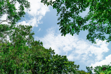 Green foliage background cloudy sky