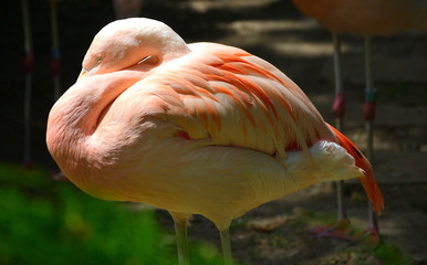 One Isolated American Flamingo Standing on the Water