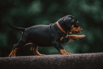 Cute pinscher dog puppy on green backgorund