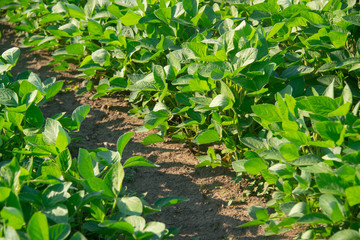 Soybeans on a sunny day