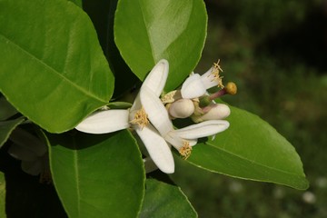 white flowers of citrus fruit tree