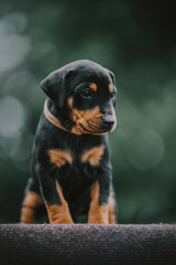 Cute pinscher dog puppy on green backgorund