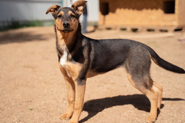 Photo of dog looking at camera near wooden booth in yard on summer