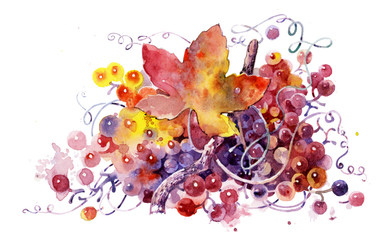 Element for design and creativity. Bunch of ripe grapes, watercolor illustration, vine on white background.