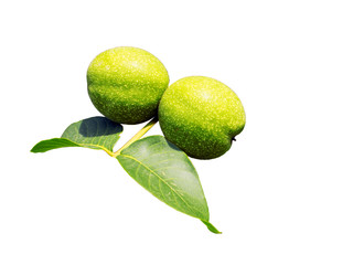 The fruits of green walnut hang on a branch. Walnut Tree Young green nut..
