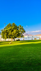 Obraz premium blue sky and green tree