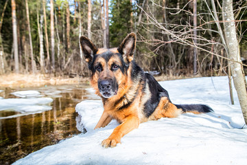 Dog German Shepherd in the forest in an early spring