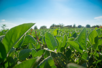 Soybeans on a sunny day
