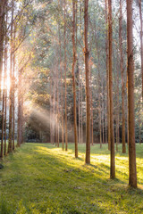 Sunlight streaking through trees