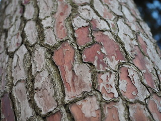 Three brances on Italian Stone pine in Sea resort. Texture Bark of Pine Tree closeup