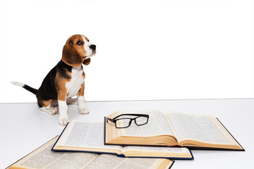 Cute beagle puppy with a book and glasses.