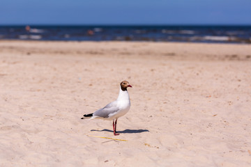 Seagull on the beach, summer time on the sea