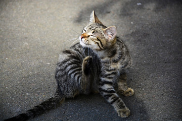 Obraz premium little kitty