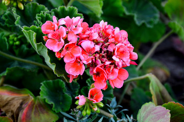 Fototapeta premium flower