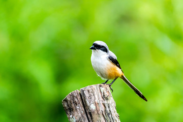 Grey-Backed Shrike