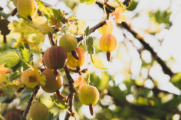 gooseberry berries on the Bush with a slight tinting and selective focus