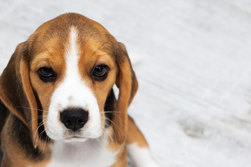 little cute tricolor Beagle puppy, sad look.