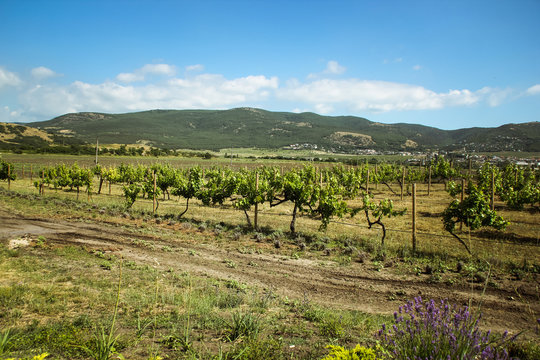 amazing views of the vineyards and mountains of Crimea and flowering lavender. beautiful landscape of mountains and grapes and lavender