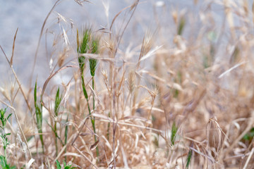 sun-dried grass by the side of the road