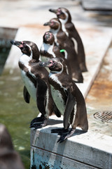 フンボルトペンギン