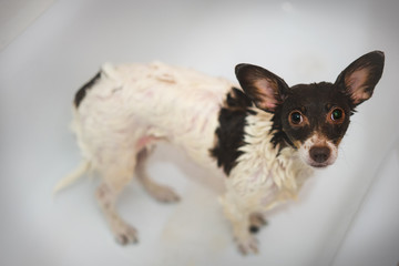 Portrait of the sad little dog in a bathroom. Bathing the dog in the apartment