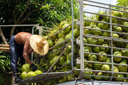 coconut fruit man harvest agriculture for privatize food