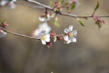 Spring Cherry Blossoms 3, Udabno, Georgia