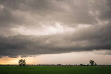 Obraz na płótnie Canvas Overcast Sky Above Rice Field, Rainy Season