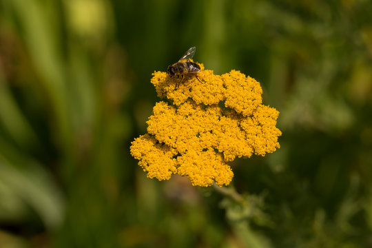 Eine Honigbiese auf eier Bl&uuml;te einer Goldgarbe